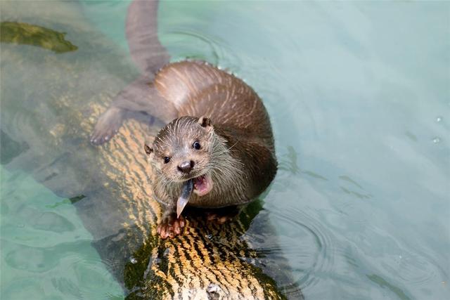 水猴子在中国民间俗称为"水鬼",也有叫"水獭猫","水狮鬼"等,各地叫法