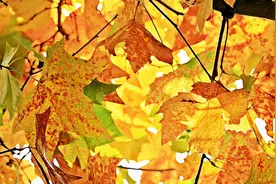 白露后做3件事，美容、润肺不费力图片