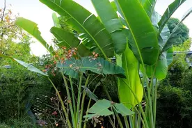 芭蕉树，其实就是一种水果树图片