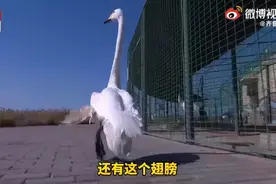 感动！天鹅留在山东14年，曾几天不吃不喝苦等救命恩人图片