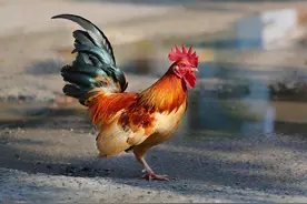 大公鸡不怕蜈蚣，但是吃了后却会变身暴躁啄人，是中毒了吗？非也图片