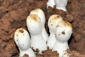 乡村振兴-食用菌-第1集 白色农业懂的没几个，有人已经月入100万图片