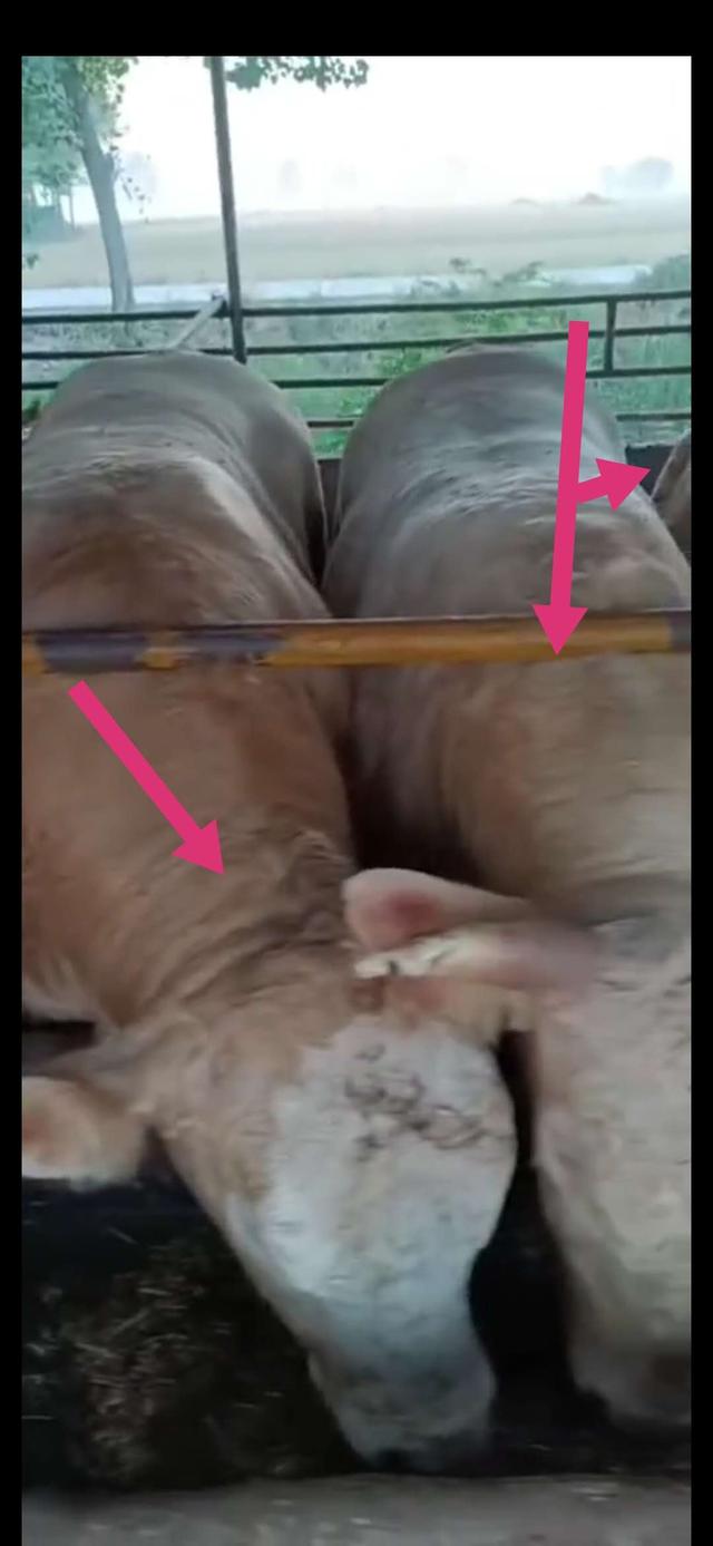 揭开肉牛生长密码——生长激素调节与氨基酸平衡跟育肥的关系