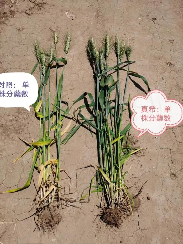 植物健康激活剂纳米硒在农产品提质增效中的应用