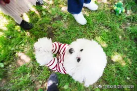 一个68岁的空巢老人自白：养儿还不如养条狗图片