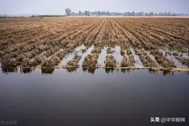 定了！河南省蓄滞洪区玉米大豆花生等农作物每亩补偿1203元图片