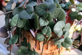 心形植物不多，爱之蔓很奇特，养好注意这几大问题图片