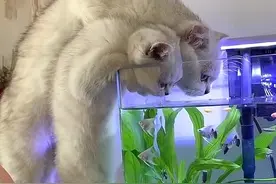 给猫咪一缸鱼，它能盯着看一辈子图片