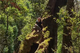 秋天味道：浅谈什么是普洱秋茶图片