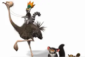 雌性才是武力担当，越臭越能获得女王的青睐，奇葩的环尾狐猴图片