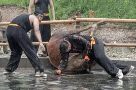 赤手空拳，掼倒八百斤的大黑牛！端午假期，胥山脚下上演人牛大战图片