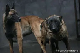 安爸教你狗狗被流浪狗配了，能强行拉开吗？图片