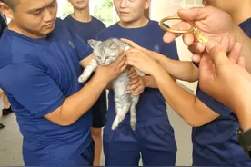 猫头被手镯卡住了，消防员却发出灵魂拷问：保猫还是保镯子？图片