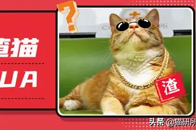 猫咪也懂PUA？4步教你摆脱渣猫情感陷阱图片