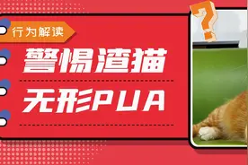 猫咪也懂PUA？4步教你摆脱渣猫情感陷阱图片
