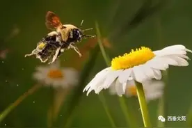 蜜蜂——生物学中量子纠缠图片