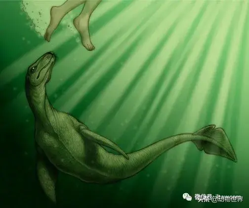 不可思议的神秘动物（四）