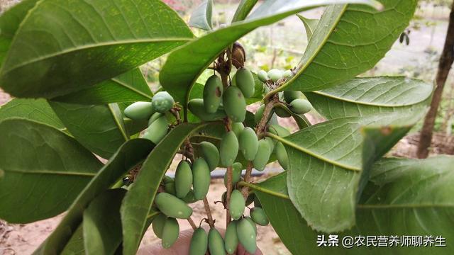 桂花树结果真是少见，桂花果泡酒有妙用，值得一看
