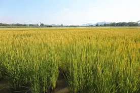 中秋啥解馋？ 赛罕区榆林镇潮岱村稻田蟹9月20日上市啦！图片