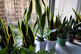 喜欢养虎皮兰，教你3种虎皮兰繁殖方法，学会一种就能变“大户”图片