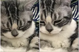 科学撸猫第十四课：铲屎官必须知道的猫咪之常见面部疾病图片