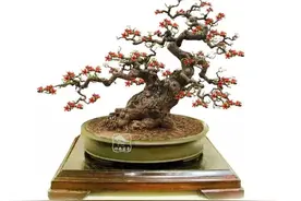 木棉红，英雄归！图片