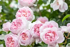 月季独杆又不会修剪怎么办？木木教你掰弯它，一秒上手促分枝图片