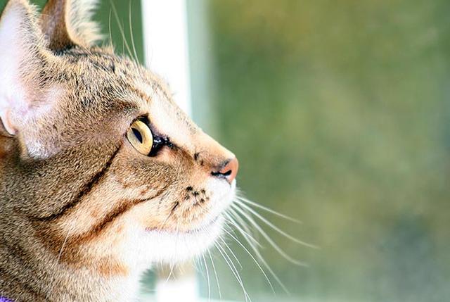 猫咪逃跑了还会回来吗？铲屎官应该学会这些防止猫咪偷跑出去