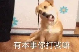 表情包｜野猪行为图片