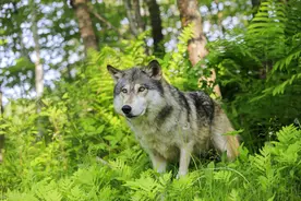 狼孩3：母狼丢失狼孩引狼群追进村屯，连续围攻杀戮逼走狼孩图片