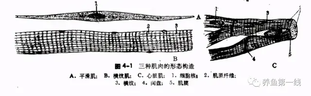 鱼鳞由什么组成