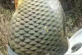 你为什么钓不到大鱼？并不是没有鱼，而是被忽悠瘸了图片
