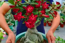 想让沙漠玫瑰开爆盆，夏天养护讲究5个“狠”图片