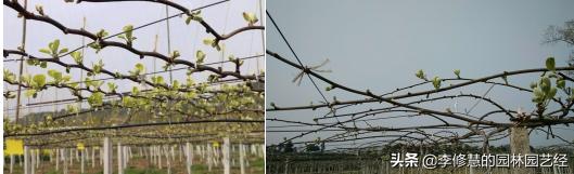 浣犵煡閬撶閽犺悩涔欓吀鍦ㄦ灉鏍戜笂鏈夊暐浣滅敤鍚楋紵
