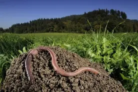 电针入地蚯蚓爬出，农村“电蚯蚓”一天抓上100斤，卖高价药图片