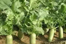 杈根、裂根、黑心、糠心，从播种前的选种开始预防，种出好萝卜图片