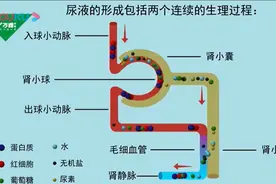 尿液的生成图片