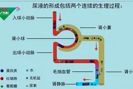 尿液的生成图片