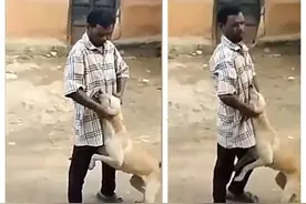 “因果报应！”印度男子当街虐狗，结果被牛撞翻在地反复践踏图片