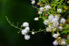 会害羞的树，总掩面而笑，这到底是什么植物？图片