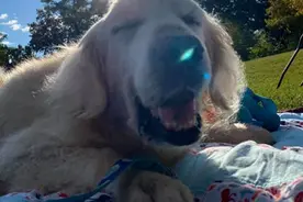 身患绝症被遗弃的金毛，与小主人团聚：借来的余生里，它很幸福图片