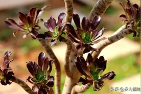 多肉植物黑法师在春天的养护方法图片