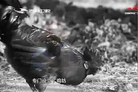 唐朝开元盛世时到底有多繁荣，百姓犯罪率逐年走低，皇帝天天斗鸡视频封面