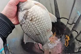 一逗就有口！降温天黑坑偷驴，凭借这一小技巧才拿下坑冠图片