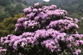 地球最雄艳野生杜鹃花 最柔美高山草原 引阳春 高州 信宜争抢图片