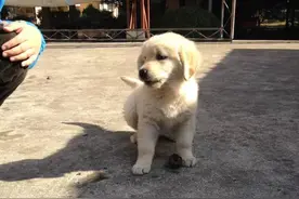 又看见狗狗图片