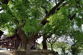 农村老人说“三树不能砍，福散穷来伴”，如何理解“三树”？图片