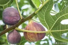 香甜的“无花果”，还有这么多功效 | 舌尖上的中医图片