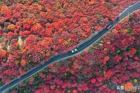 万山红遍，还有比十月的淄博更红的吗？淄博美到窒息的九个红叶观赏地。图片