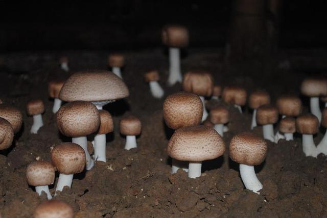 三十一种常见的菌类蘑菇图片